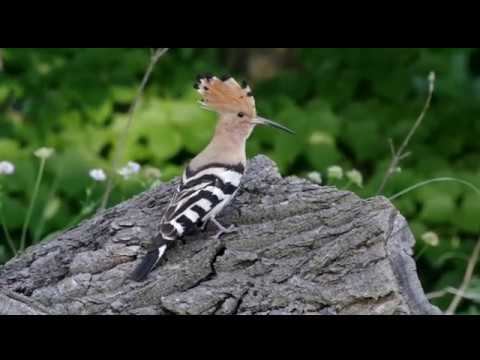 Удоды у гнезда. Hoopoes at the nest