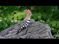 Удоды у гнезда. Hoopoes at the nest