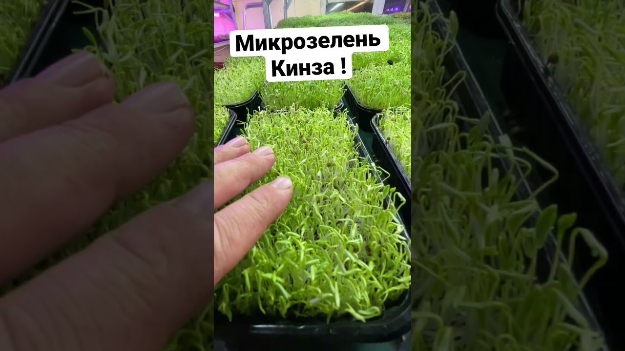 Микрозелень кинза ! Прибыльнее в разы обычной кинзы Бизнес идея
