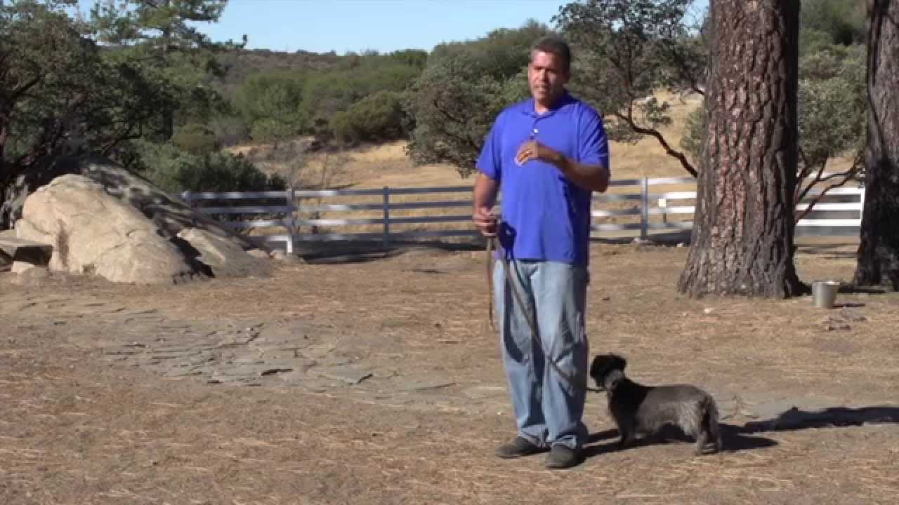 rescue dogs rock nyc How To Introduce Yourself To A Dog