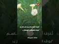 "بوق الشيطان".. تحذير من خطورة نبتة "الداتورا"ودعوة للتحرك! #shorts