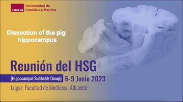 Reunión del HSG 2023: Dissection of the pig hippocampus