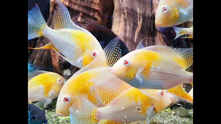 Acarichthys heckelii Albino