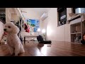 飼い主失踪....取り残された犬猫