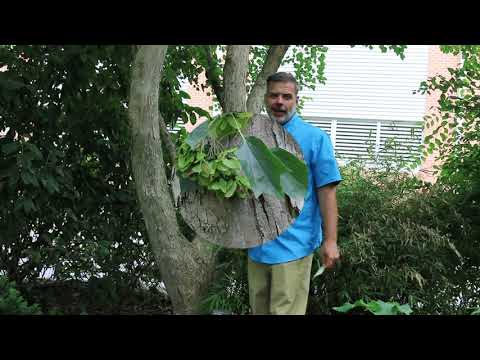 Trident maple (Acer buergerianum) - Plant Identification