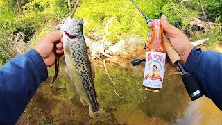 Tiger Trout Catch & Cook at the Creek! (Fried in hot sauce)