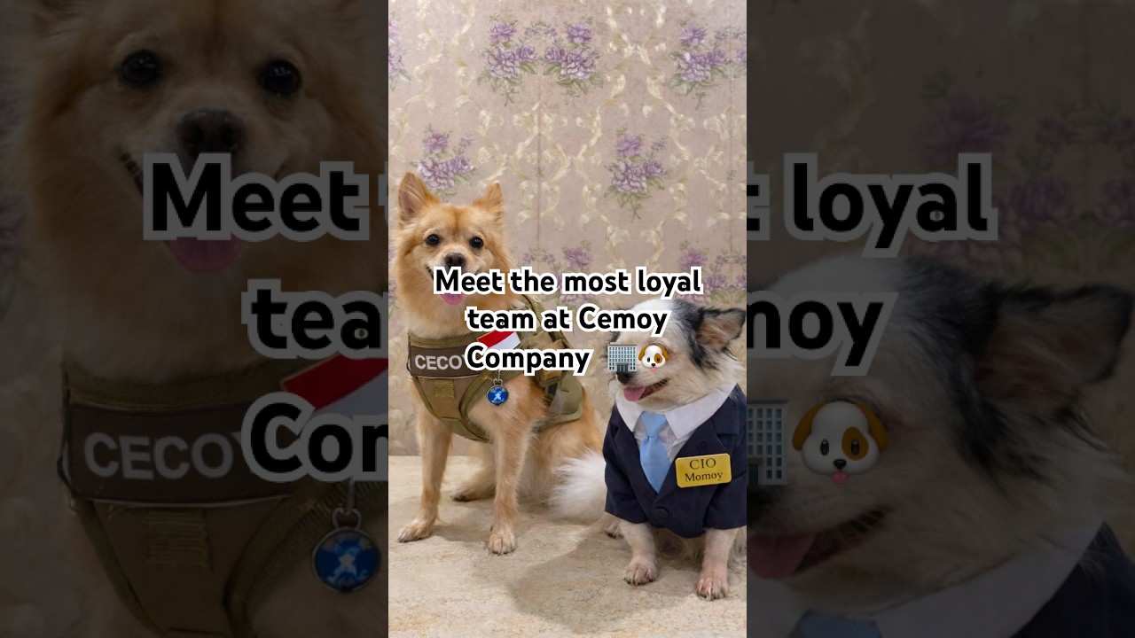Cemoy Company: Small Team, Big Loyalty 