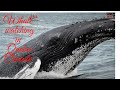 Whale watching In Quebec (Canada)
