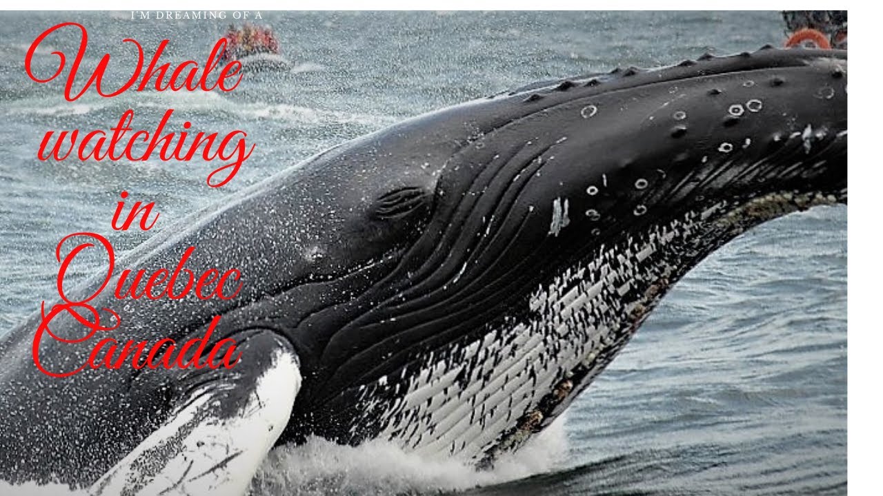 Whale watching In Quebec (Canada) - YouTube
