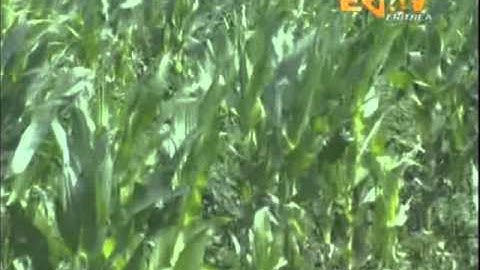 Eritrean News - Vegetables and Diary Farmers in Mendefera Sub Zone