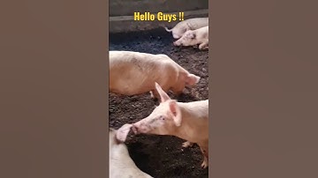 Boar Pigs #shorts #boar #pigs #pigfarming #agriculture #farming #viral #swine #animal #viralvideos