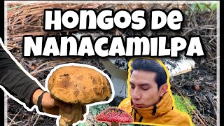 Bosque de NANACAMILPA 🌳 (Recolección de HONGOS) 🍄 Tlaxcala