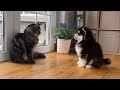 Cats react to meeting puppy for the first time what must they think