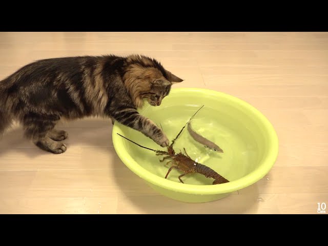 Japanese spiny lobster vs Cat  猫vs伊勢海老 class=