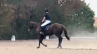 Louie : Dressage/Flatwork