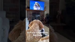 My Cavapoo watching the Dog Show on Thanksgiving