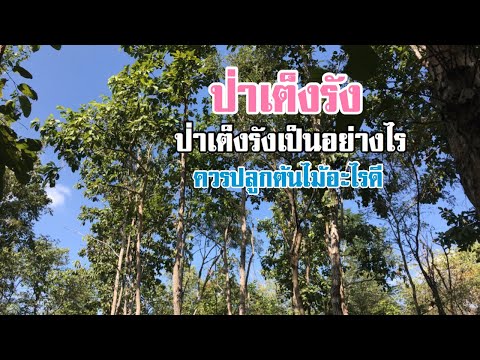 วีดีโอ: ปริมาณน้ำฝนในป่าเต็งรังเป็นอย่างไร?