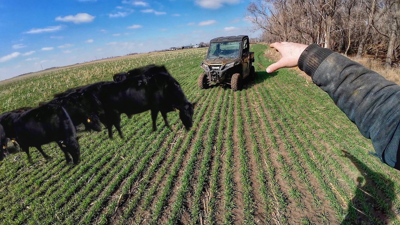 Releasing the mommas into the Rye