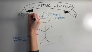 cmo Afecta El Trabajo Nocturno  Ritmo Circadiano Causas Consecuencias Sobrepeso Y Obesidad