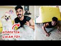 Karantina Vlog #2 Evde Nasıl Kas Geliştirilir? Köpeğimden Çıkan Devasa Tüy!