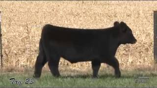 2015 Jones Show Cattle Online Steer Heifer Sale Tag 23