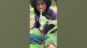 Kỹ thuật ghép cây ca cao giống