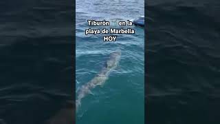 Tiburón en Marbella. #tiburón #spain #marbella