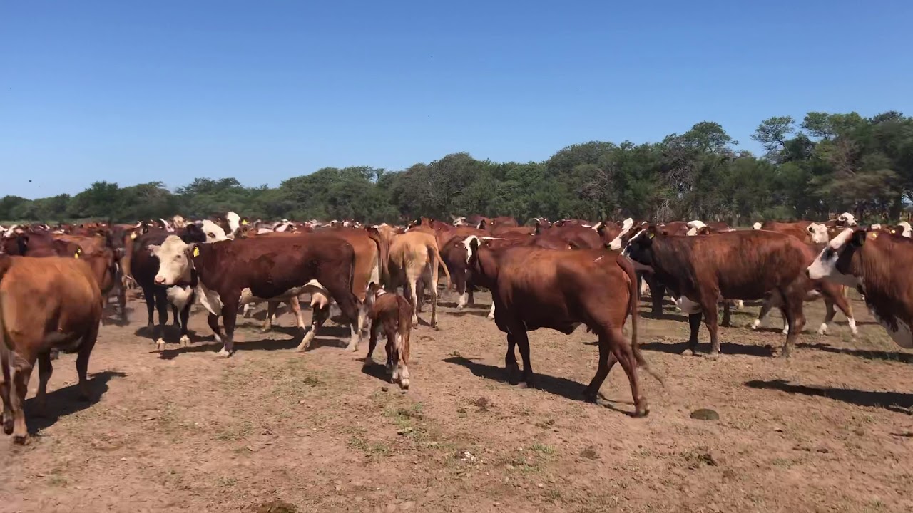 Lote de vacas y vaquillonas preñadas y con crías YouTube