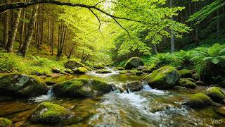 Beautiful Forest Ambience with River Flow Sounds and Birds Singing for Stress Relief