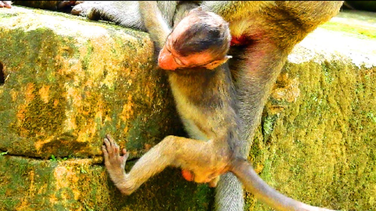 Lori surely tired cos cry so long, Truly dangerous on Lori cos dolly drag weakness leg