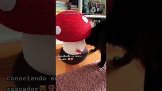 Rascador Para Michis De Honguito