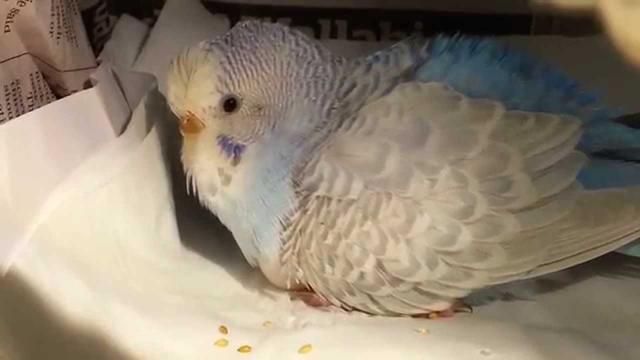 Budgie Nemo Sits On Her Eggs YouTube