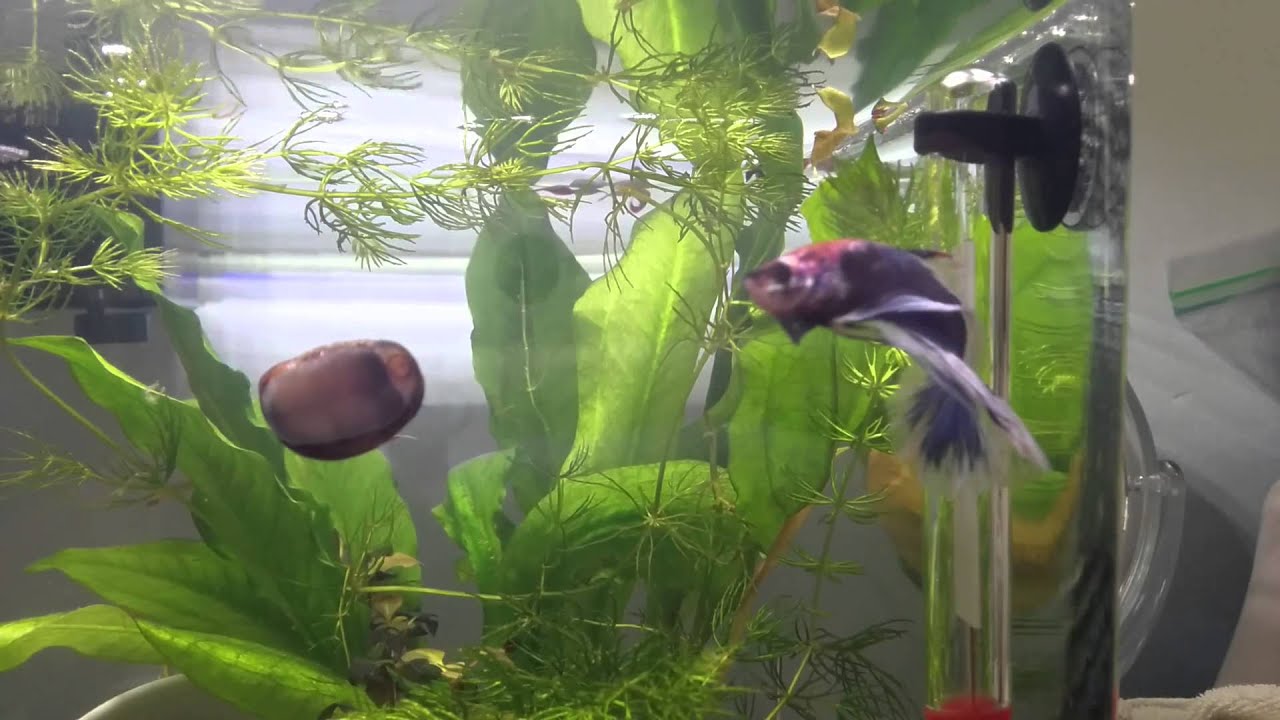 Betta flaring at snail