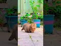 Siapa yang Tahan Liat Kucing Segini Imutnya #shorts #viral #lucu #gemoy #kucing #imut #cat #viralb