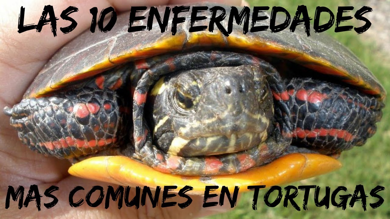 Cuanto Tardan Las Tortugas En Crecer