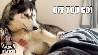 My Husky Tries to PUSH Me Off My Couch 3 Times!