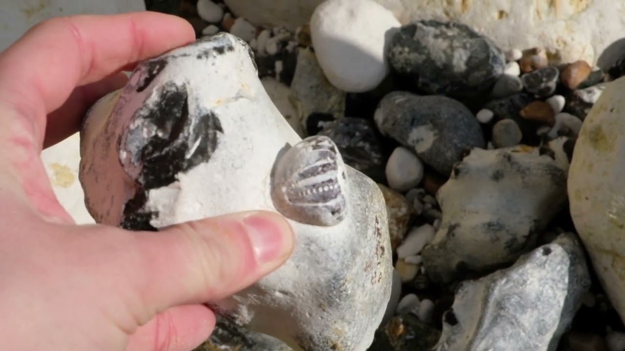 UK FOSSILS | ECHINOID HUNTING | 2022 FIND MONTAGE | FOSSILEYES BRIGHTON