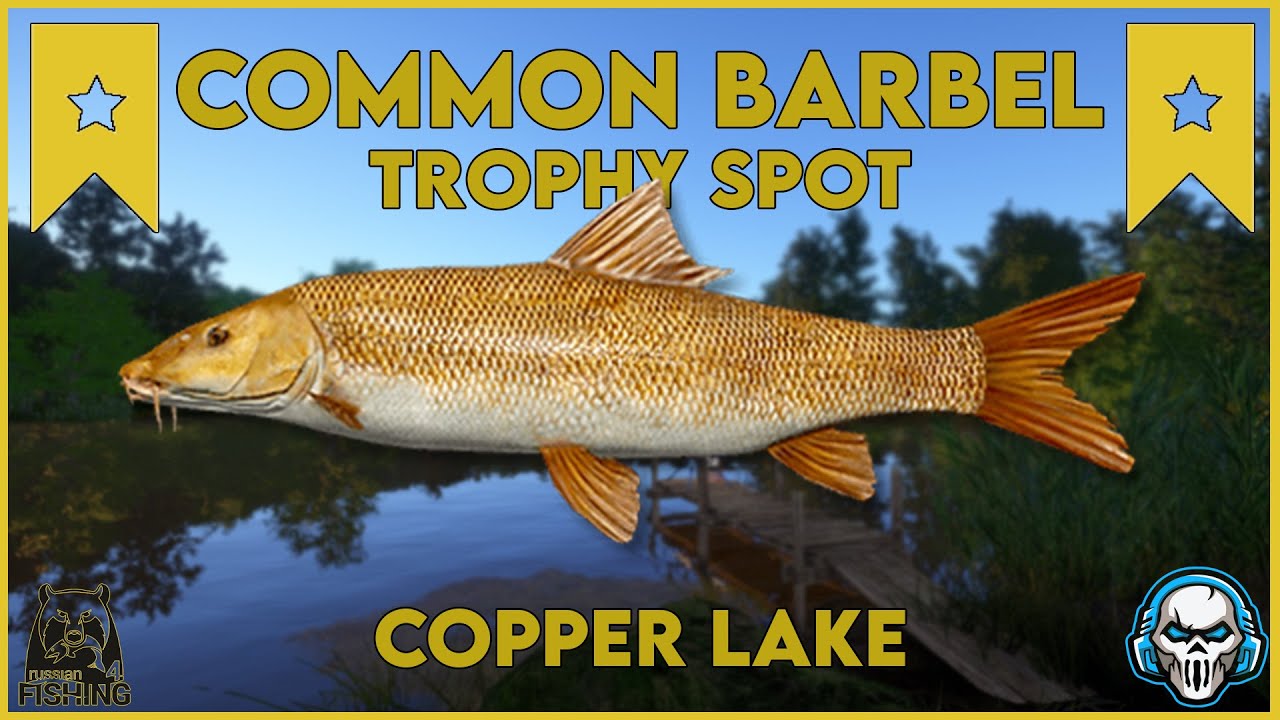 COMMON BARBEL TROPHY! COPPER LAKE - Russian Fishing 4 