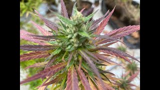 Sativa Plant Smells like Grapes. #organicfarming #cannabisgrow #sativa  #weed #420 #420blazeit #dmv
