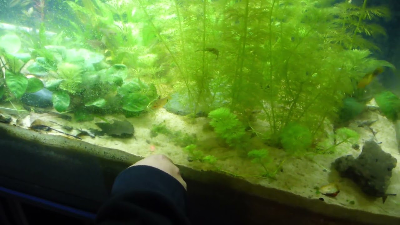 Aquarium fish do chase laser pointers!  Try this at home.  LOL