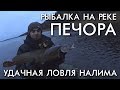 УДАЧНАЯ РЫБАЛКА НА НАЛИМА НА РЕКЕ ПЕЧОРА / ОСЕНЬ 2018