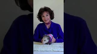 Not Perfect #shorts #comedyvideos #animals #possum  #possumkingdom #cute #funny