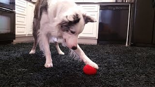 Dog Tricks - Touch Left & Touch Right Trick by Mr Biscuit The Border Collie 244 views 6 years ago 12 seconds