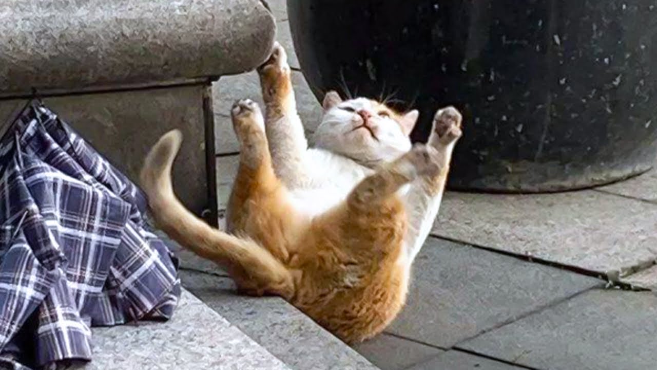 Funny Cat Videos Daily 😹 – Try Not To Laugh Part 1