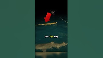 Con cá sấu đơn độc đi lạc ra biển khơi 🐊 #shorts