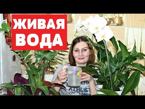 БЕСПЛАТНАЯ ПОДКОРМКА для БЕШЕНОГО РОСТА комнатных растений