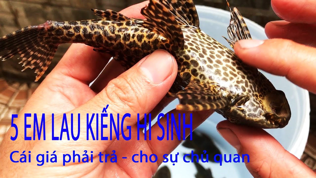 Mới mua 5 em lau kiếng Da beo chết - Cái giá phải trả... - youtube
