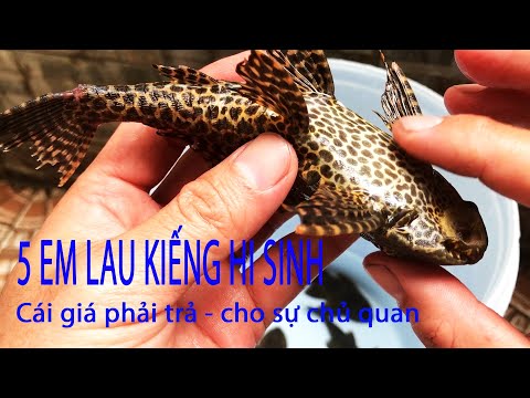 Video Mới mua 5 em lau kiếng Da beo chết - Cái giá phải trả... - youtube