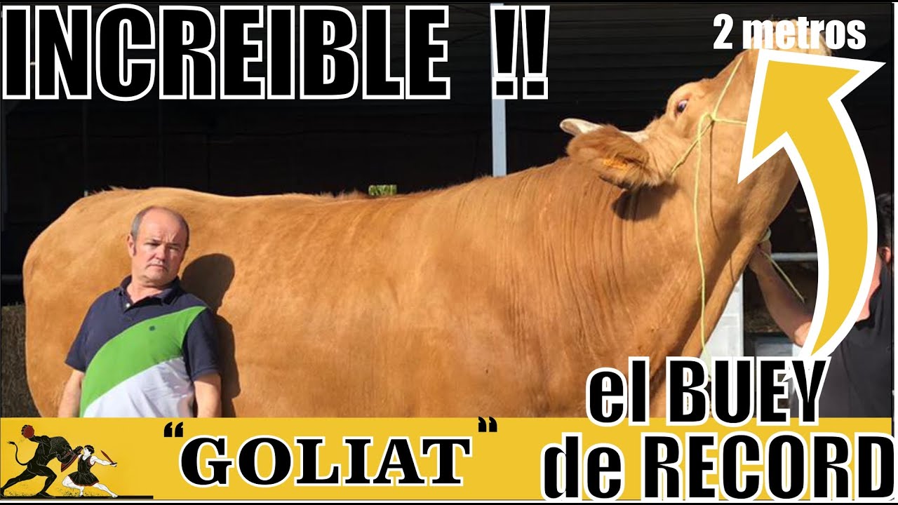 GOLIAT el Buey más grande (parte 2)