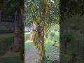 Village Jackfruit Tree 🌳 🤣 #Jackfruit #Village #fruits #shorts
